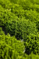 Hebe 'Emerald Gem' (Struikveronica 'Emerald Gem') - afbeelding 5