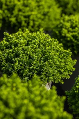 Hebe 'Emerald Gem' (Struikveronica 'Emerald Gem') - afbeelding 6