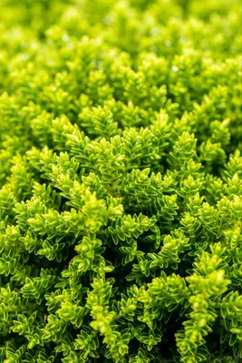 Hebe 'Emerald Gem' (Struikveronica 'Emerald Gem') - afbeelding 11