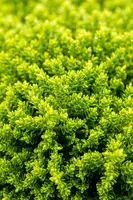 Hebe 'Emerald Gem' (Struikveronica 'Emerald Gem') - afbeelding 11