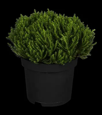 Hebe 'Emerald Gem' (Struikveronica 'Emerald Gem') - afbeelding 1
