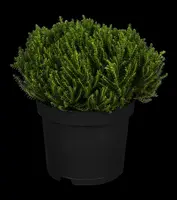 Hebe 'Emerald Gem' (Struikveronica 'Emerald Gem') - afbeelding 1