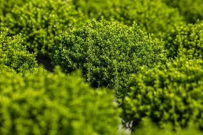 Hebe 'Emerald Gem' (Struikveronica 'Emerald Gem') - afbeelding 2