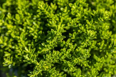 Hebe 'Emerald Gem' (Struikveronica 'Emerald Gem') - afbeelding 3