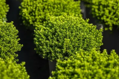 Hebe 'Emerald Gem' (Struikveronica 'Emerald Gem') - afbeelding 7