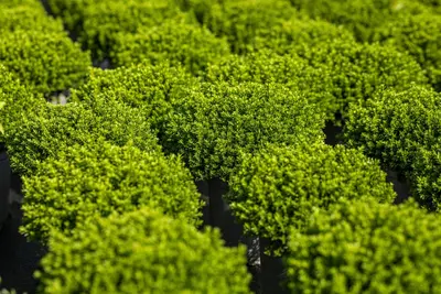 Hebe 'Emerald Gem' (Struikveronica 'Emerald Gem') - afbeelding 8
