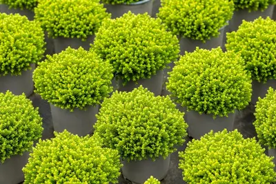 Hebe 'Emerald Gem' (Struikveronica 'Emerald Gem') - afbeelding 9