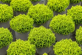 Hebe 'Emerald Gem' (Struikveronica 'Emerald Gem') - afbeelding 9