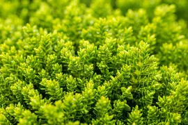 Hebe 'Emerald Gem' (Struikveronica 'Emerald Gem') - afbeelding 10