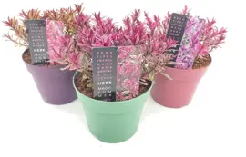 Hebe Magicolors (Hebe-Mix) 20cm - afbeelding 1