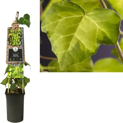 Hedera c. 'Sulphur Heart' (Perzische klimop) klimplant 75cm - afbeelding 1