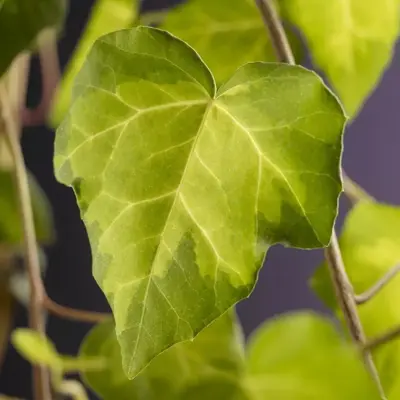 Hedera c. 'Sulphur Heart' (Perzische klimop) klimplant 75cm - afbeelding 3