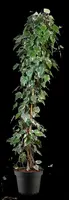 Hedera canariensis 'Gloire de Marengo' (Klimop 'Gloire de Marengo') - afbeelding 4