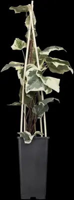 Hedera canariensis 'Gloire de Marengo' (Klimop 'Gloire de Marengo') - afbeelding 1