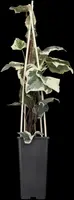 Hedera canariensis 'Gloire de Marengo' (Klimop 'Gloire de Marengo') - afbeelding 1