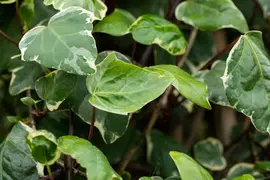 Hedera canariensis 'Gloire de Marengo' (Klimop 'Gloire de Marengo') - afbeelding 3