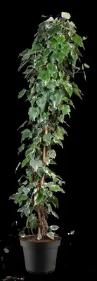 Hedera 'Gloire de Marengo' (Klimop) klimplant - afbeelding 8