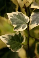 Hedera 'Gloire de Marengo' (Klimop) klimplant - afbeelding 6