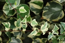 Hedera 'Gloire de Marengo' (Klimop) klimplant - afbeelding 4