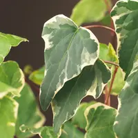 Hedera 'Gloire de Marengo' (Klimop) klimplant - afbeelding 3