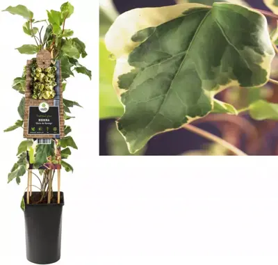 Hedera 'Gloire de Marengo' (Klimop) klimplant 75cm - afbeelding 1