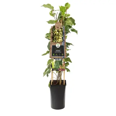 Hedera 'Gloire de Marengo' (Klimop) klimplant 75cm - afbeelding 2