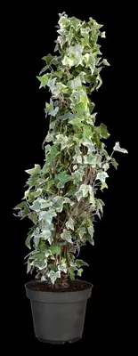 Hedera helix 'Glacier' (Klimop) klimplant - afbeelding 6