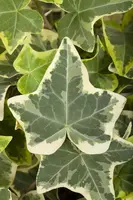 Hedera helix 'Glacier' (Klimop) klimplant - afbeelding 5