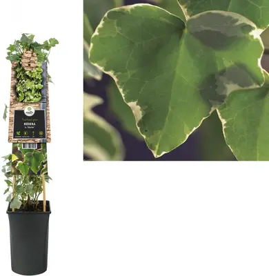 Hedera helix 'Glacier' (Klimop) klimplant - afbeelding 1