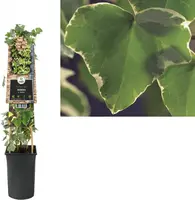 Hedera helix 'Glacier' (Klimop) klimplant - afbeelding 1