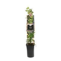 Hedera helix 'Glacier' (Klimop) klimplant - afbeelding 2