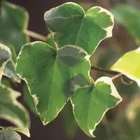 Hedera helix 'Glacier' (Klimop) klimplant - afbeelding 4