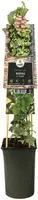 Hedera helix 'Glacier' (Klimop) klimplant - afbeelding 3
