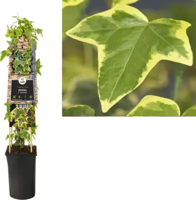Hedera helix 'Goldchild' (Klimop) klimplant 75cm - afbeelding 1