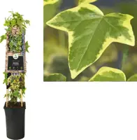 Hedera helix 'Goldchild' (Klimop) klimplant 75cm - afbeelding 1