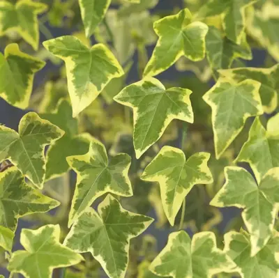 Hedera helix 'Goldchild' (Klimop) klimplant 75cm - afbeelding 5