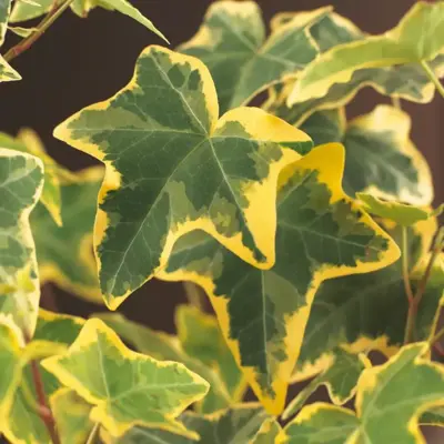 Hedera helix 'Goldchild' (Klimop) klimplant 75cm - afbeelding 4