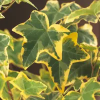 Hedera helix 'Goldchild' (Klimop) klimplant 75cm - afbeelding 4