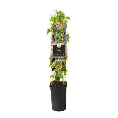 Hedera helix 'Goldchild' (Klimop) klimplant 75cm - afbeelding 2