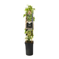 Hedera helix 'Goldchild' (Klimop) klimplant 75cm - afbeelding 2