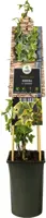 Hedera helix 'Goldchild' (Klimop) klimplant 75cm - afbeelding 3