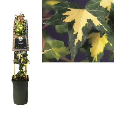 Hedera helix 'Goldheart' (Klimop) klimplant 75cm - afbeelding 2