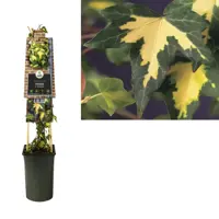 Hedera helix 'Goldheart' (Klimop) klimplant 75cm - afbeelding 2