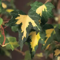 Hedera helix 'Goldheart' (Klimop) klimplant 75cm - afbeelding 3