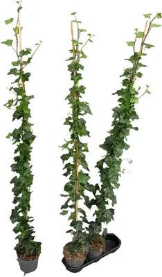 Hedera helix hibernica 150cm - afbeelding 1