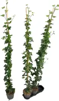 Hedera helix hibernica 150cm - afbeelding 1