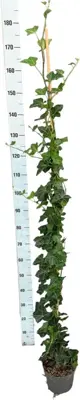 Hedera helix hibernica 150cm - afbeelding 2