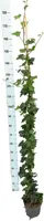 Hedera helix hibernica 150cm - afbeelding 2