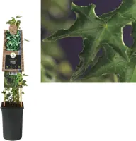 Hedera helix 'Ivalace' (Klimop) klimplant - afbeelding 1