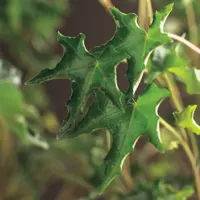 Hedera helix 'Ivalace' (Klimop) klimplant - afbeelding 3
